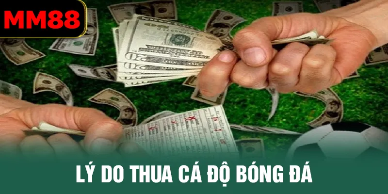 Lý do thua cá độ bóng đá